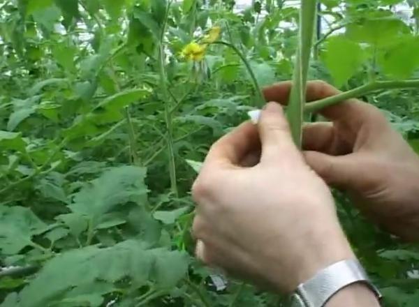 �r(n��ng)�Îr�ޑ�(y��ng)��