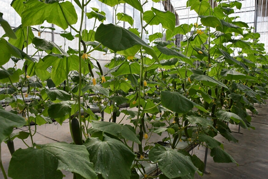 ʢ���r�Îr��